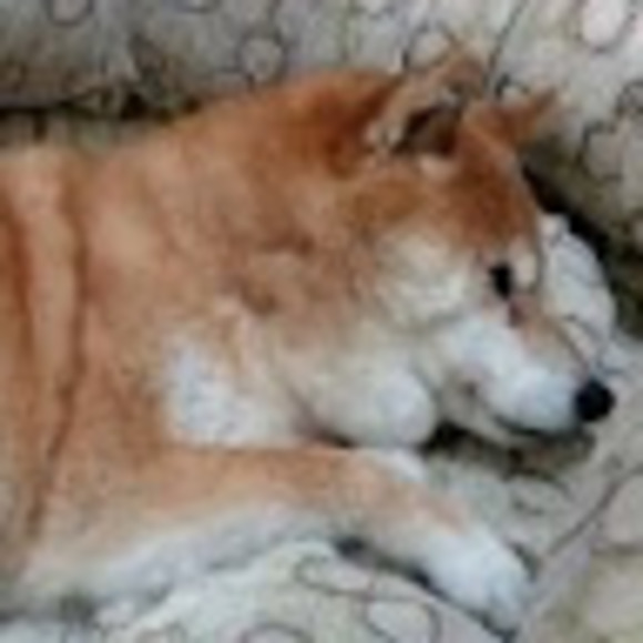 Meet your Posher, Emma - Picture 1 of 1